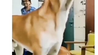 Animal World Funny English Voiceover,,,,,The dog is hugely intelligent...How??#shorts##funnyanimals #animals #funny #cuteanimals #funnyvideos #