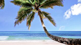 BEACH VIEW AND COCONUT TREES