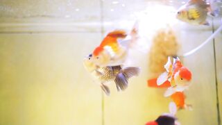 The Ultimate Guide to Keeping Goldfish: Tips for a Thriving Aquarium