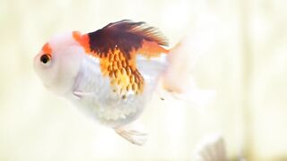 Breeding Goldfish: A Beginner's Guide