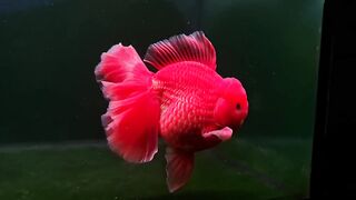 Goldfish red cool