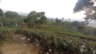 on the top of tea garden, indonesian