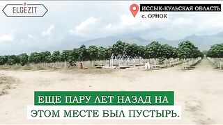 ПЛАНТАЦИИ ПАУЛОВНИЯ В ПУСТИНЯТА НА КИРГИЗСТАН