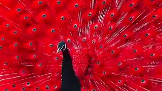 Red peacock