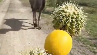 This camel’s reaction to being tricked into eating a lemon