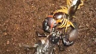 Insect war part 2