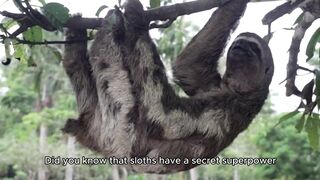 A sloth's three-toed feet are specially adapted for hanging upside down