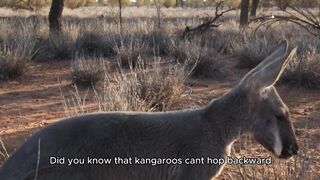 Kangaroos can't hop backwards