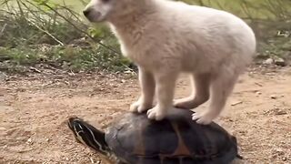 Dog and tortoise chilly together ❤