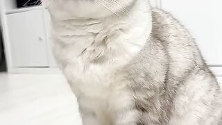 ????_#cat_#cats(480p).