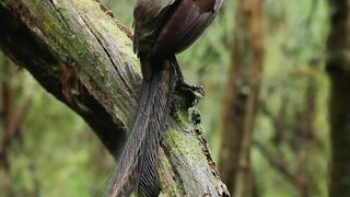 Lyrebird