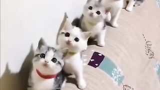 Kitten Cat dancing