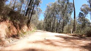 Eastern Brown Snake jumps into the air 2