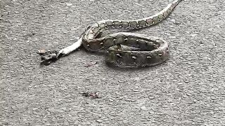 The python that was disturbing residents was finally caught