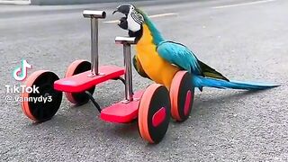 crazy bird So funny