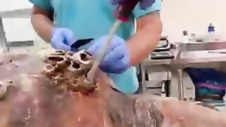 Clearing (Barnacles) off sea turtle