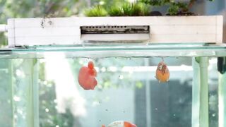 Goldfish rancu white orange