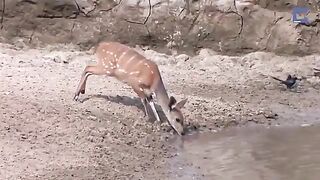 Bad luck deer by by