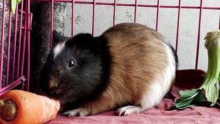 guinea pigs eat carrots #animal