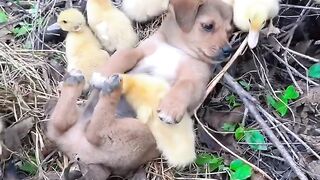 Little duck bites dog tongue, cute pet debut plan Dog Golden Sun Original