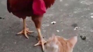 New Funny videos _ Funniest Animals videos _ Funny cats and Hen