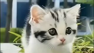 Cute cat 124