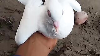 White pigeon 3