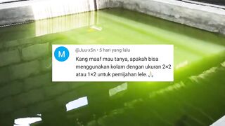 Kolam ukuran 1x2 / 2x2 untuk pemijahan lele ! BISA atau TIDAK ? Ya jelas bisa dong, mau tau caranya gmn, PEMULA wajib nonton