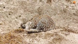 Leopard and Hyena Break Warthog Apart While Still Alive.