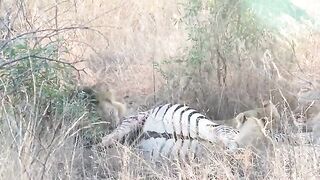 Lion Pride at a Zebra Kill.