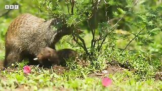 Why you shouldn't pick on a mongoose _ Serengeti - BBC.