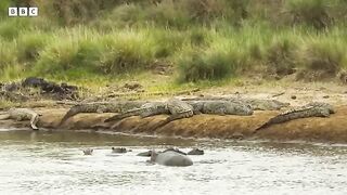 Hippos take on crocodiles for best sunbathing spot _ Serengeti - BBC.