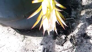 Dragon flower