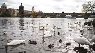 swans swimming on the banks of a river