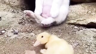 romance cute puppy and duckling