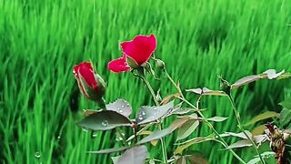 Barish mansoon farming lover