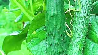 Backyard vegetable garden