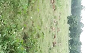 Animals spotted deer ????