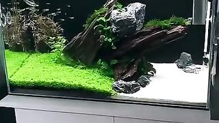 Fresh water aquarium