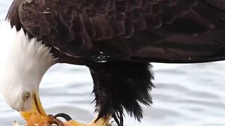 Eagle fly 2