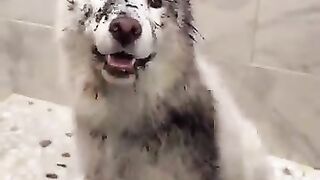 Do you think Denali enjoyed it ???????????? #husky #samoyed #dogbath #fosterdog #rescuedog