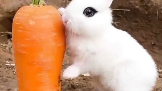 Cute rabbit 8