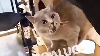 Top 10 Cat Songs by The Kiffness 2