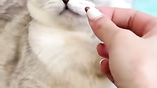 cute cat videos //how to trick a cat //cat//cats