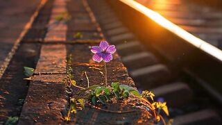 Sunset and Flowers