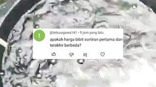 Apakah harga bibit lele sortiran pertama dengan harga bibit lele sortiran terakhir itu beda..?