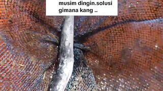 Penguat imunitas dan daya tahan tubuh ikan lele