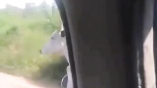 Cow on Bike