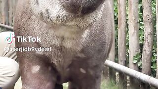 Tapir tertawa geli