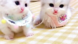 Cute cat 127